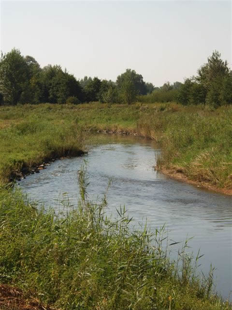 patak